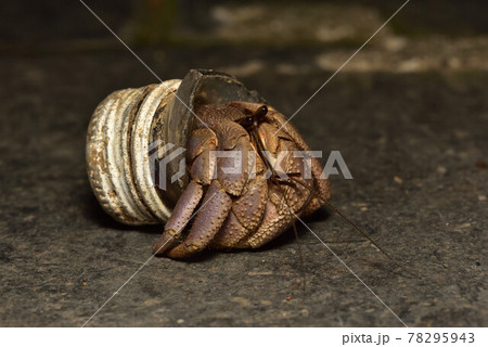 オカヤドカリ ヤドカリ やどかりの写真素材