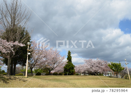 かみね公園の桜を見に行きました #63 かみね公園の桜を見に行きました #63 78295964