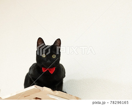 赤い蝶ネクタイが似合うジジに似た 黒ネコ の写真素材