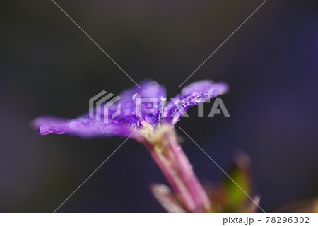 ブルーファンフラワーの花びらに朝露が付いて光っています。学名:Scaevola aemula ブルーファンフラワーの花びらに朝露が付いて光っています。学名:Scaevola aemula 78296302