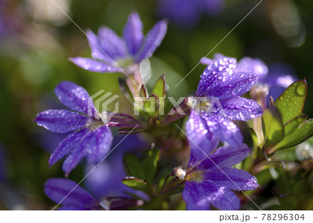ブルーファンフラワーの花びらに朝露が付いて光っています。学名：Scaevola aemula 78296304