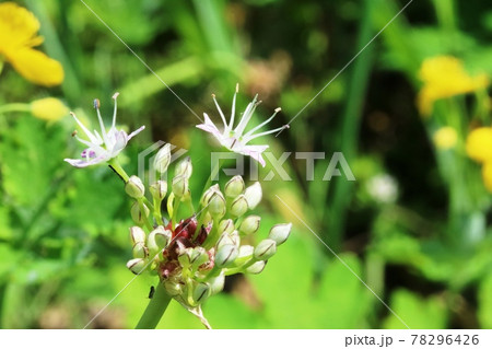 ノビル(野蒜)の花 咲き始め ノビル(野蒜)の花 咲き始め 78296426
