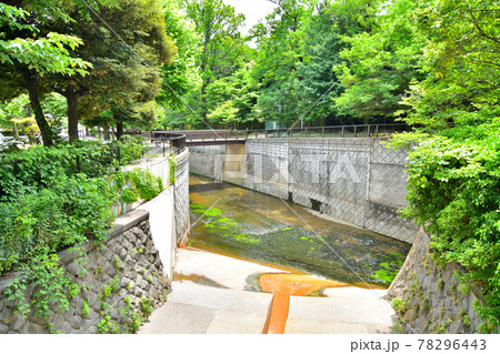 妙正寺川と江古田川合流/江古田公園付近(東京都中野区)【2021.6】 妙正寺川と江古田川合流/江古田公園付近(東京都中野区)【2021.6】 78296443