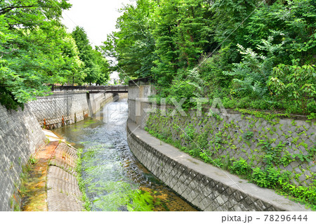 妙正寺川と江古田川合流／江古田公園付近(東京都中野区)【2021.6】 78296444