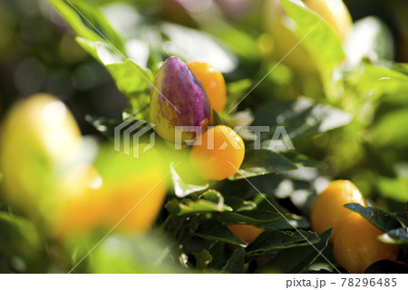 ゴシキトウガラシのカラフルな果実が実っています。学名はCapsicum annuum ゴシキトウガラシのカラフルな果実が実っています。学名はCapsicum annuum 78296485