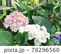 ピンクの紫陽花 78296560