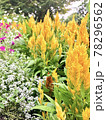 黄色の花 78296562