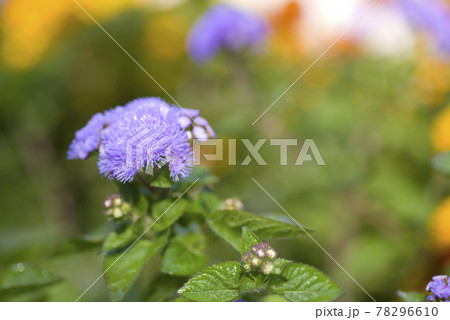 アゲラタムの紫色の花が咲いています。学名はAgeratumです。 アゲラタムの紫色の花が咲いています。学名はAgeratumです。 78296610