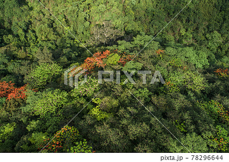 Beautiful red royal poinciana or flamboyant flower (Delonix regia) in sunrise Beautiful red royal poinciana or flamboyant flower (Delonix regia) in sunrise 78296644