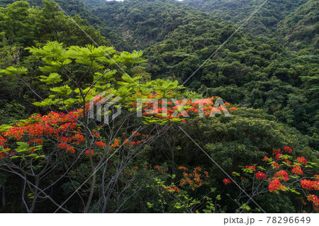 Beautiful red royal poinciana or flamboyant flower (Delonix regia) in sunrise 78296649
