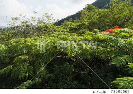 Beautiful red royal poinciana or flamboyant flower (Delonix regia) in sunrise Beautiful red royal poinciana or flamboyant flower (Delonix regia) in sunrise 78296662