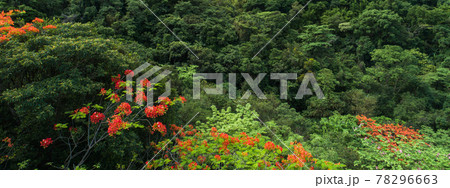 Beautiful red royal poinciana or flamboyant flower (Delonix regia) in sunrise Beautiful red royal poinciana or flamboyant flower (Delonix regia) in sunrise 78296663