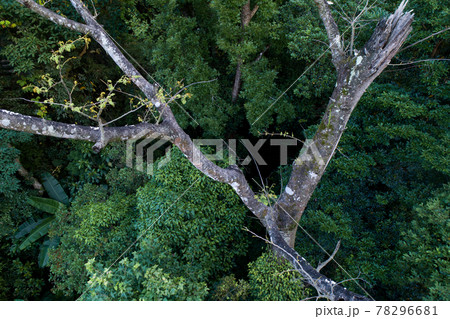 Aerial view of tree in summer tropical forest Aerial view of tree in summer tropical forest 78296681