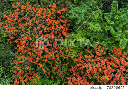 Beautiful red royal poinciana or flamboyant flower (Delonix regia) in summer 78296695