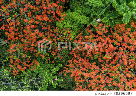 Beautiful red royal poinciana or flamboyant flower (Delonix regia) in sunrise Beautiful red royal poinciana or flamboyant flower (Delonix regia) in sunrise 78296697