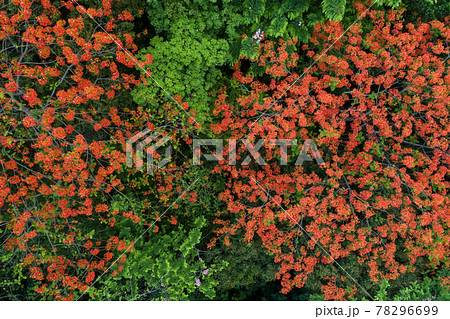 Beautiful red royal poinciana or flamboyant flower (Delonix regia) in sunrise 78296699