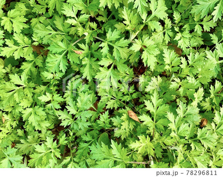 よもぎと思われる草が地面いっぱいに/The artemisia よもぎと思われる草が地面いっぱいに/The artemisia 78296811