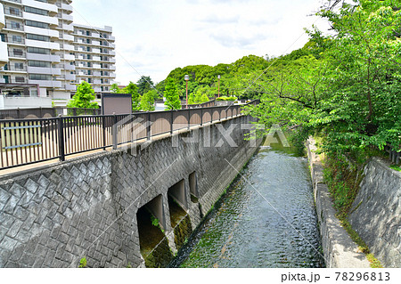 四村橋／妙正寺川より上流(妙正寺川第一調節池、哲学堂公園、妙正寺川公園)方面を望む【2021.6】 78296813