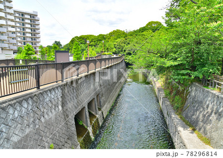 四村橋/妙正寺川より上流(妙正寺川第一調節池、哲学堂公園、妙正寺川公園)方面を望む【2021.6】 四村橋/妙正寺川より上流(妙正寺川第一調節池、哲学堂公園、妙正寺川公園)方面を望む【2021.6】 78296814