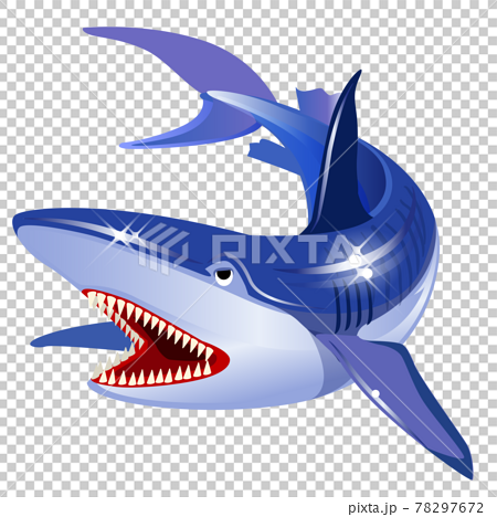 海の生き物 サメのイラスト素材