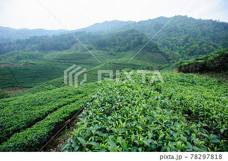 Green tea trees garden in spring Green tea trees garden in spring 78297818