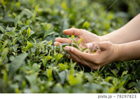 Hands protecting tea leaves in spring Hands protecting tea leaves in spring 78297823