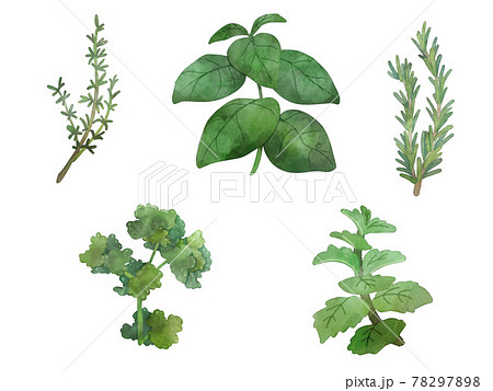 5種のハーブ集のイラスト素材 7978