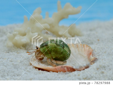 南国の海辺で暮らすオカヤドカリ  南国の海辺で暮らすオカヤドカリ 78297988