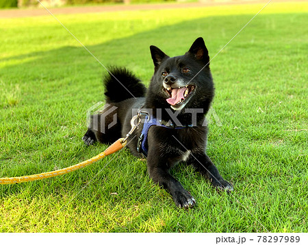 芝生の犬 78297989