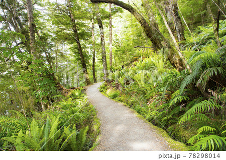 ニュージーランド ケプラートラック ニュージーランド ケプラートラック 78298014