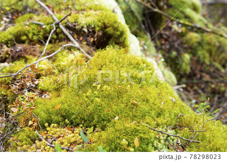 ニュージーランド　ケプラートラック　苔のアップ 78298023