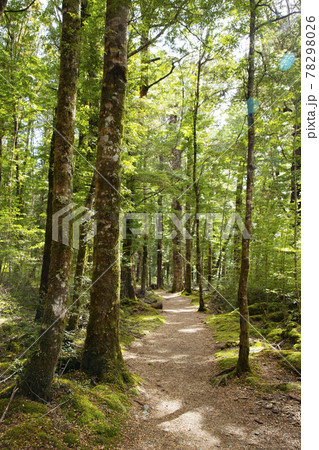 ニュージーランド ケプラートラック ニュージーランド ケプラートラック 78298026