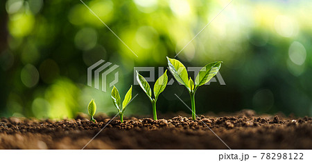 Tree Growth In nature And beautiful morning 78298122