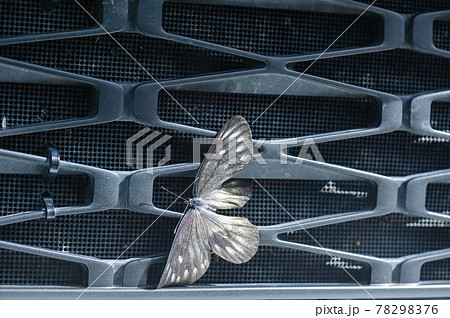 Butterfly crashed and stuck in grille of car radiator 78298376