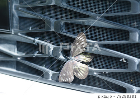 Butterfly crashed and stuck in grille of car radiator 78298381
