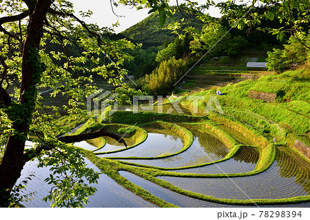 長谷の棚田 長谷の棚田 78298394