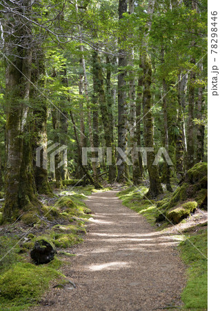 ニュージーランド ケプラートラック ニュージーランド ケプラートラック 78298446