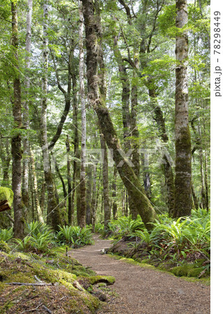 ニュージーランド ケプラートラック ニュージーランド ケプラートラック 78298449