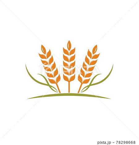 Agriculture wheat vector icon illustration design Agriculture wheat vector icon illustration design 78298668