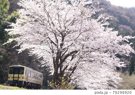 桜と木次線を走るキハ120 桜と木次線を走るキハ120 78298920