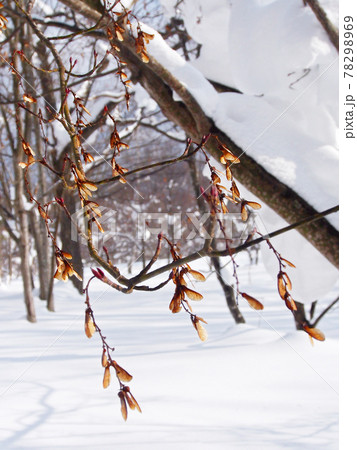 雪国の冬 翼をもった果実 (ウリハダカエデ 翼果) 78298969