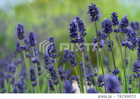 リラックス効果のあるラベンダー 78299055