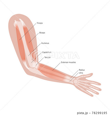 Muscular system arms 78299195