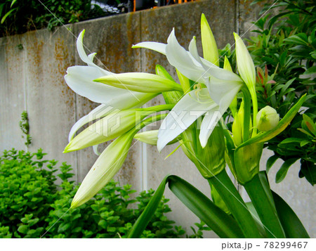 植物、ワスレグサの花 78299467
