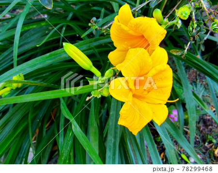 植物、ワスレグサの花 植物、ワスレグサの花 78299468