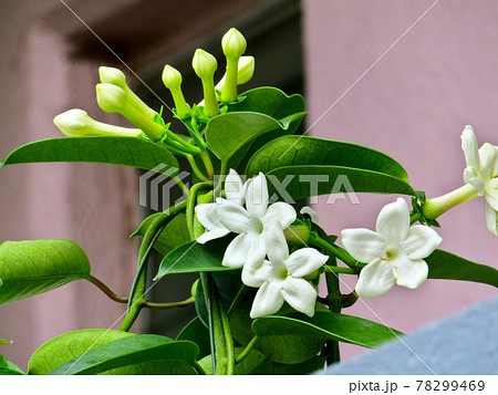 植物 マダガスカルジャスミンの花の写真素材