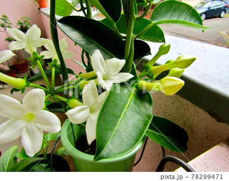 植物、マダガスカルジャスミンの花 78299471