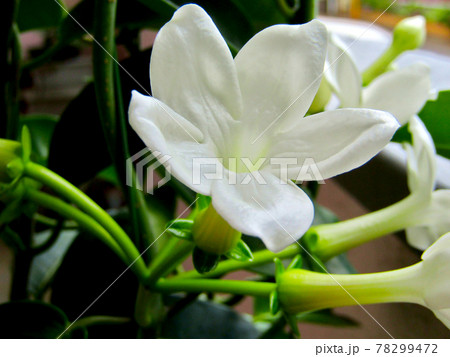 植物 マダガスカルジャスミンの花の写真素材