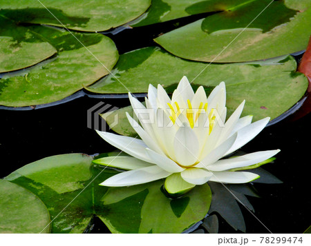 植物、蓮の花 植物、蓮の花 78299474
