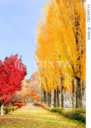 ポプラ並木の紅葉 78299514